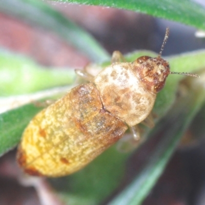 Castiarina testacea (A eucalyptus bud mimic jewel beetle) at Campbell, ACT - 3 Jan 2021 by Harrisi