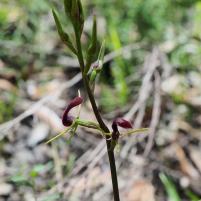 Cryptostylis leptochila (Small Tongue Orchid) at Bundanoon, NSW - 3 Jan 2021 by Boobook38