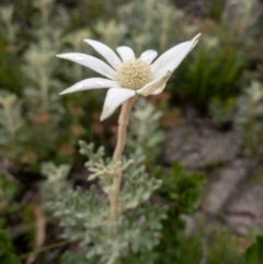 Actinotus helianthi (Flannel Flower) - 1 Jan 1900 by Boobook38