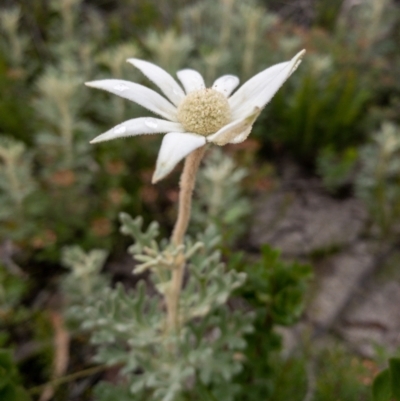 Actinotus helianthi (Flannel Flower) - 1 Jan 1900 by Boobook38