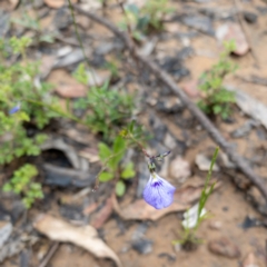 Pigea monopetala (Slender Violet) at Bundanoon - 3 Jan 2021 by Boobook38