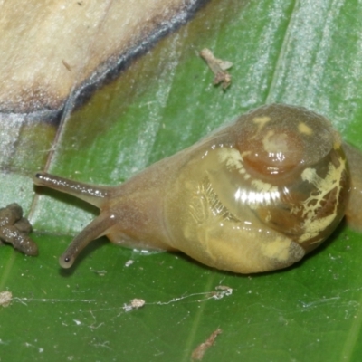 Mysticarion porrectus (Golden Semi-slug) at ANBG - 1 Jan 2021 by Tim L