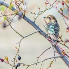 Chrysococcyx basalis (Horsfield's Bronze-Cuckoo) at Wanniassa Hill - 14 Sep 2018 by ChrisBlunt