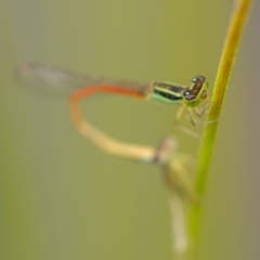 Ischnura aurora (Aurora Bluetail) at Molonglo River Reserve - 3 Jan 2021 by trevsci