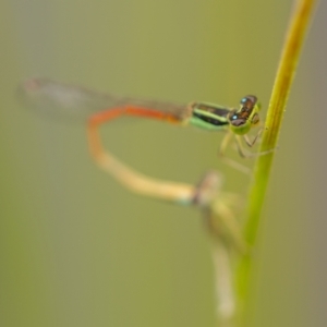 Ischnura aurora at Molonglo River Reserve - 3 Jan 2021