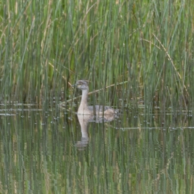 Tachybaptus novaehollandiae (Australasian Grebe) at Holt, ACT - 3 Jan 2021 by trevsci