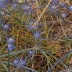 Eryngium ovinum (Blue Devil) at Molonglo River Reserve - 3 Jan 2021 by trevsci