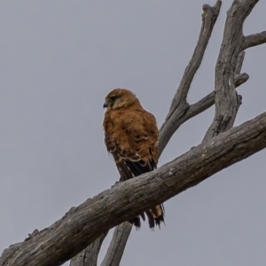 Falco cenchroides at Molonglo River Reserve - 3 Jan 2021 05:16 PM