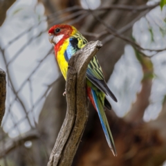 Platycercus eximius (Eastern Rosella) at Holt, ACT - 3 Jan 2021 by trevsci