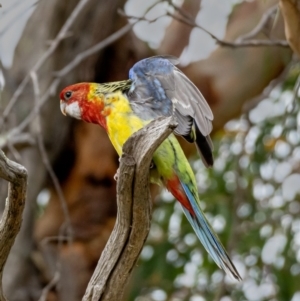 Platycercus eximius at Molonglo River Reserve - 3 Jan 2021