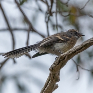 Rhipidura albiscapa at Molonglo River Reserve - 3 Jan 2021