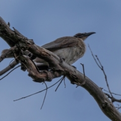 Philemon corniculatus (Noisy Friarbird) at Molonglo River Reserve - 3 Jan 2021 by trevsci