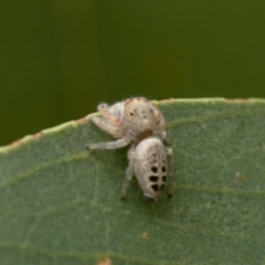 Opisthoncus sexmaculatus (Six-marked jumping spider) at Kama - 3 Jan 2021 by trevsci