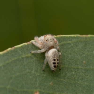 Opisthoncus sexmaculatus (Six-marked jumping spider) at Molonglo River Reserve - 3 Jan 2021 by trevsci