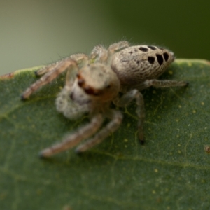 Opisthoncus sexmaculatus at Molonglo River Reserve - 3 Jan 2021