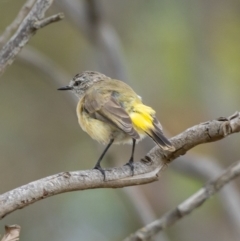 Acanthiza chrysorrhoa at Molonglo River Reserve - 3 Jan 2021