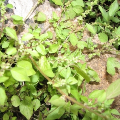 Parietaria debilis (Forest Pellitory) at Jones Creek, NSW - 4 Nov 2015 by abread111