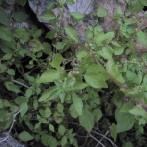 Parietaria debilis at Jones Creek, NSW - 4 Nov 2015