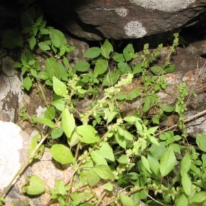 Parietaria debilis at Jones Creek, NSW - 4 Nov 2015