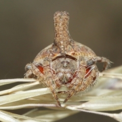 Dolophones turrigera (Turret spider) at ANBG - 1 Jan 2021 by TimL