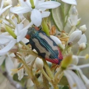 Castiarina erasma at Theodore, ACT - 28 Dec 2020