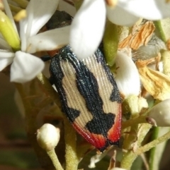 Castiarina erasma at Theodore, ACT - 28 Dec 2020