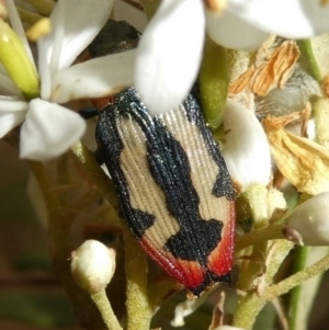 Castiarina erasma at Theodore, ACT - 28 Dec 2020