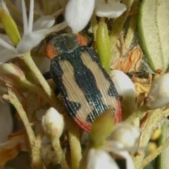 Castiarina erasma at Theodore, ACT - 28 Dec 2020