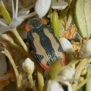 Castiarina erasma at Theodore, ACT - 28 Dec 2020