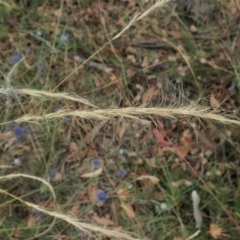 Dichelachne crinita (Long-hair Plume Grass) at Mount Painter - 31 Dec 2020 by CathB