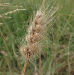 Cynosurus echinatus (Rough Dog's Tail Grass) at Mount Painter - 2 Jan 2021 by CathB