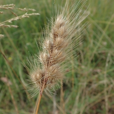 Cynosurus echinatus (Rough Dog's Tail Grass) at Mount Painter - 2 Jan 2021 by CathB