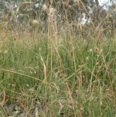 Cynosurus echinatus at Cook, ACT - 2 Jan 2021 03:02 PM