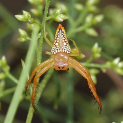 Arkys walckenaeri (Triangle spider) at ANBG - 3 Jan 2021 by TimL