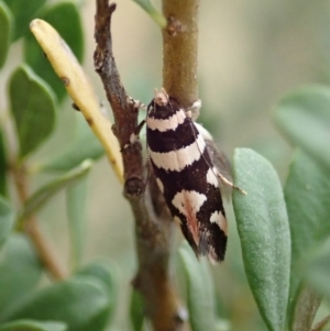 Macrobathra (genus) at Cook, ACT - 2 Jan 2021 03:36 PM