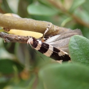 Macrobathra (genus) at Cook, ACT - 2 Jan 2021 03:36 PM