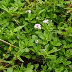 Phyla nodiflora at Burrinjuck, NSW - 4 Jan 2021 11:31 AM