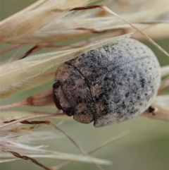 Trachymela sp. (genus) (Brown button beetle) at Cook, ACT - 2 Jan 2021 by CathB