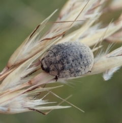 Trachymela sp. (genus) at Cook, ACT - 2 Jan 2021