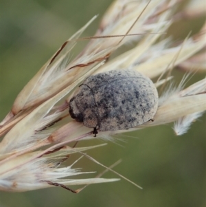 Trachymela sp. (genus) at Cook, ACT - 2 Jan 2021