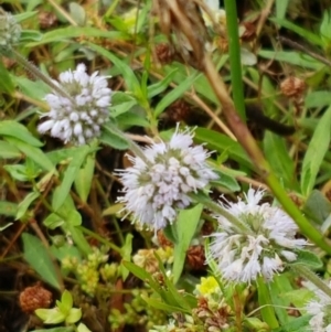 Mentha pulegium at Bookham, NSW - 4 Jan 2021