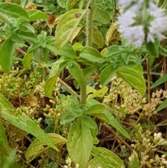 Mentha pulegium at Bookham, NSW - 4 Jan 2021