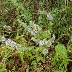 Mentha pulegium at Bookham, NSW - 4 Jan 2021