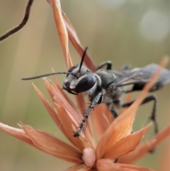 Isodontia sp. (genus) (Unidentified Grass-carrying wasp) at Mount Painter - 2 Jan 2021 by CathB