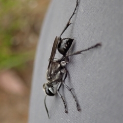 Isodontia sp. (genus) at Cook, ACT - 2 Jan 2021 03:44 PM