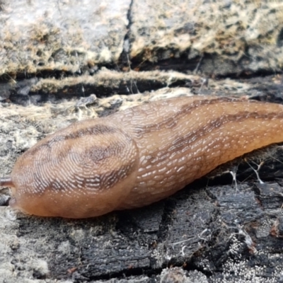 Ambigolimax nyctelia (Striped Field Slug) at Burrinjuck, NSW - 4 Jan 2021 by tpreston