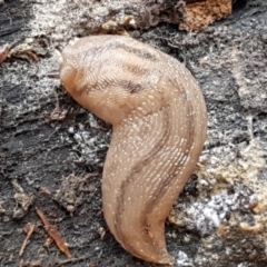 Ambigolimax sp. (valentius and waterstoni) at Burrinjuck, NSW - 4 Jan 2021