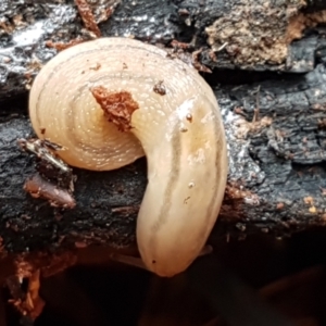 Ambigolimax sp. (valentius and waterstoni) at Burrinjuck, NSW - 4 Jan 2021