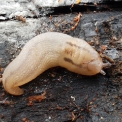 Ambigolimax sp. (valentius and waterstoni) at Burrinjuck, NSW - 4 Jan 2021