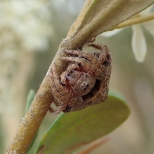 Dolophones sp. (genus) at Cook, ACT - 2 Jan 2021